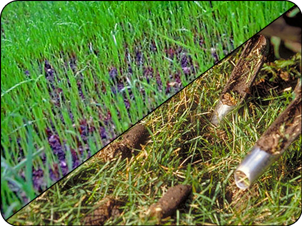 Seeding Bundle