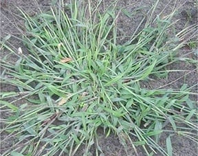 Crabgrass Bundle