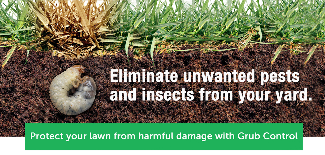 Summer And Fall Grub Control